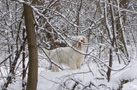 Clumber Spaniel im Schnee