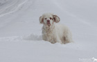 Clumber Spaniel im Schnee