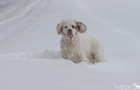 Clumber Spaniel im Schnee