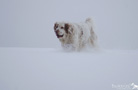 Clumber Spaniel im Schnee