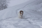 Clumber Spaniel im Schnee