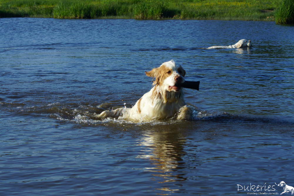 Clumber Spaniel Junghund beim Training am See