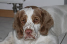 Dukeries' Clumber Spaniel Deli