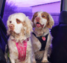 Dukeries' Clumber Spaniel Deli