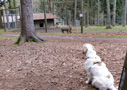 Dukeries' Clumber Spaniel Deli