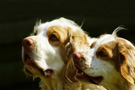 Dukeries' Clumber Spaniel Deli