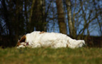 Dukeries' Clumber Spaniel Deli