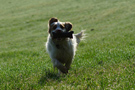 Dukeries' Clumber Spaniel Deli