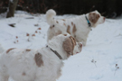 Dukeries' Clumber Spaniel Deli