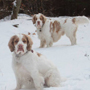 Dukeries' Clumber Spaniel Deli