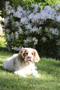 Dukeries' Clumber Spaniel Deli