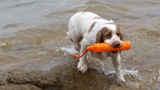 Dukeries' Clumber Spaniel Deli