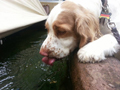 Dukeries' Clumber Spaniel Deli