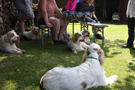 Dukeries' Clumber Spaniel Deli