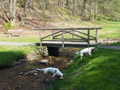 Dukeries' Clumber Spaniel Deli