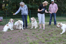 Dukeries' Clumber Spaniel Deli