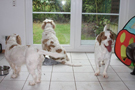 Dukeries' Clumber Spaniel Deli