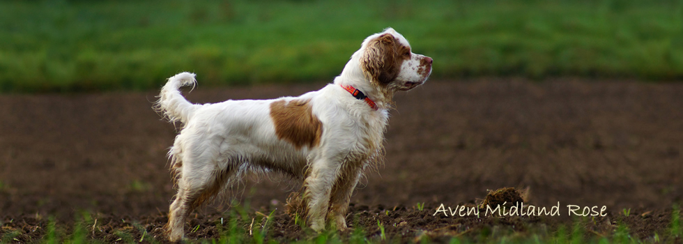 Dukeries' Aven Midland Rose - Aven