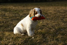 Dukeries' Clumber Spaniel Leya