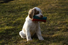 Dukeries' Clumber Spaniel Leya