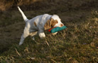 Dukeries' Clumber Spaniel Leya