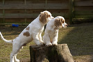 Dukeries' Clumber Spaniel Deli