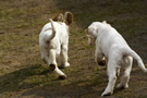 Dukeries' Clumber Spaniel Deli