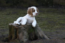 Dukeries' Clumber Spaniel Deli