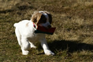 Dukeries' Clumber Spaniel Deli