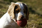 Dukeries' Clumber Spaniel Deli