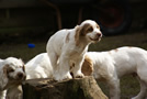 Dukeries' Clu???mber Spaniel Deli