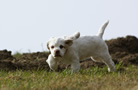 Dukeries' Clumber Spaniel Sparkle