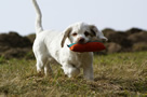 Dukeries' Clumber Spaniel Sparkle