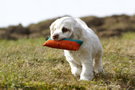 Dukeries' Clumber Spaniel Sparkle