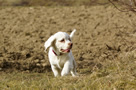 Dukeries' Clumber Spaniel Sparkle