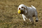 Dukeries' Clumber Spaniel Sparkle