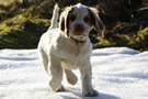 Dukeries' Clumber Spaniel Aven