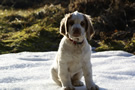 Dukeries' Clumber Spaniel Aven