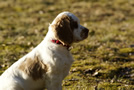 Dukeries' Clumber Spaniel Aven