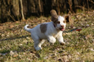 Dukeries' Clumber Spaniel Aven