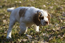 Dukeries' Clumber Spaniel Aven