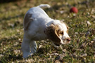 Dukeries' Clumber Spaniel Aven