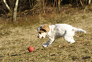 Dukeries' Clumber Spaniel Aven