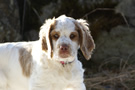 Dukeries' Clumber Spaniel Aven