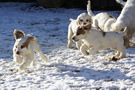 Dukeries' Clumber Spaniel Deli