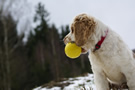 Dukeries' Clumber Spaniel Aven