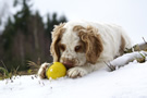 Dukeries' Clumber Spaniel Aven