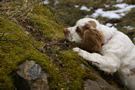 Dukeries' Clumber Spaniel Aven