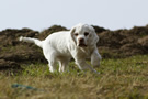 Dukeries' Clumber Spaniel Sparkle