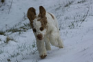 Dukeries' Clumber Spaniel Aven